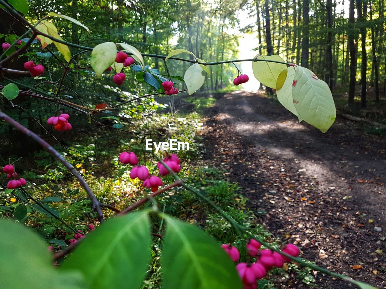 PINK FLOWERING PLANTS ON LAND