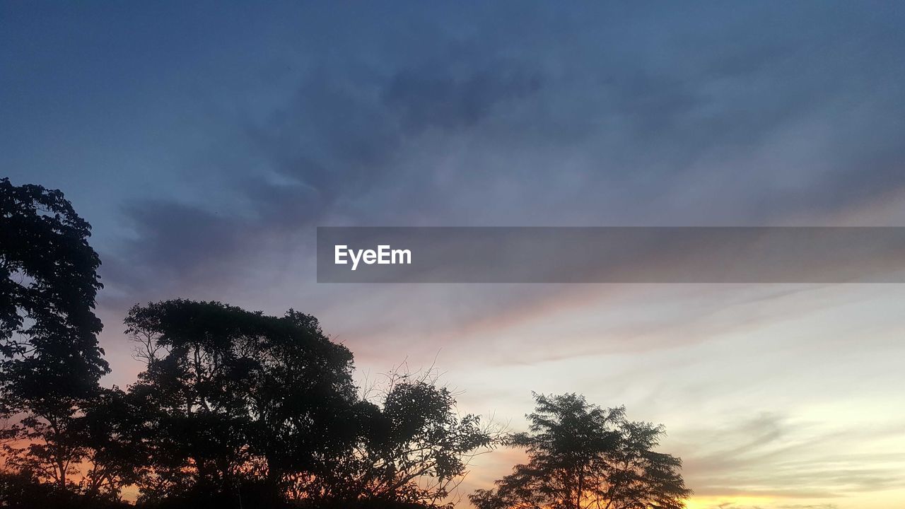 LOW ANGLE VIEW OF SILHOUETTE TREE AGAINST SKY