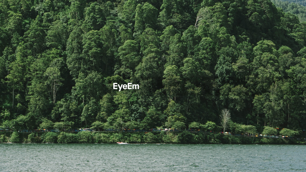 Scenic view of river amidst trees in forest