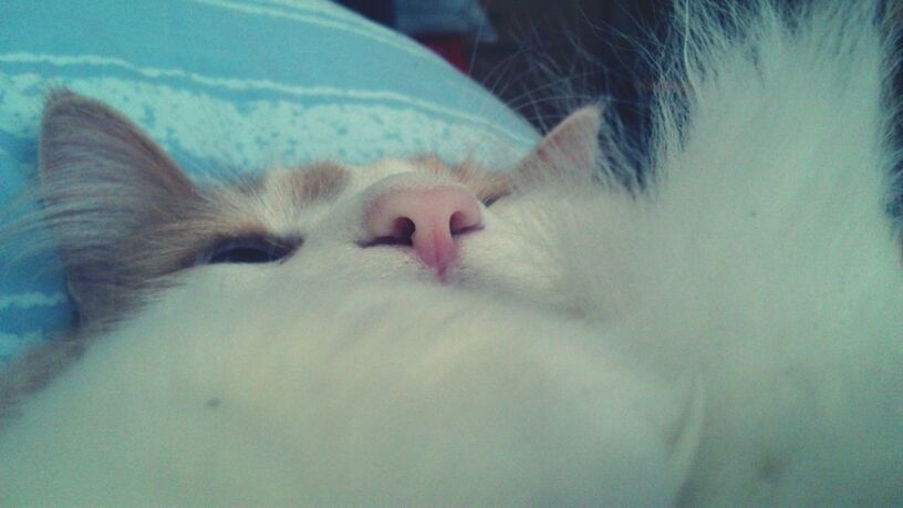 CLOSE-UP OF CAT SLEEPING ON TILED FLOOR