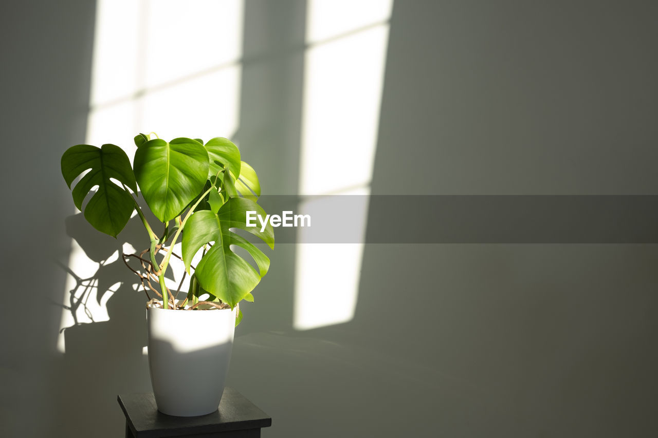 Close-up of small potted monstera  plant  at home. lights and shadows from window