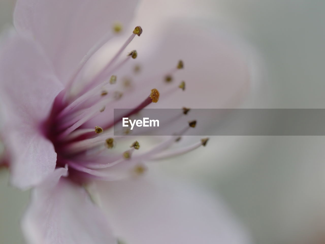 Close-up of fresh white flower