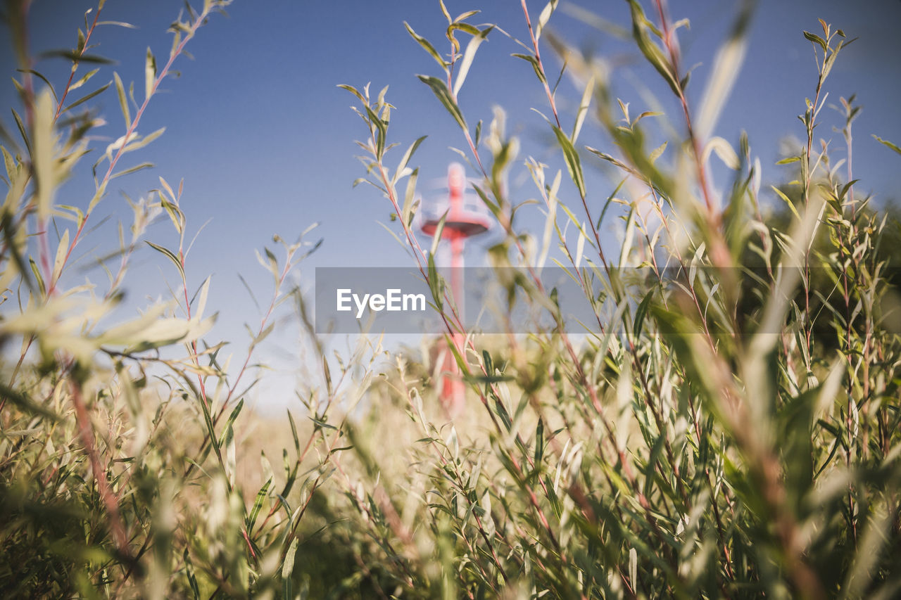 Close-up of flowering plants on field against sky