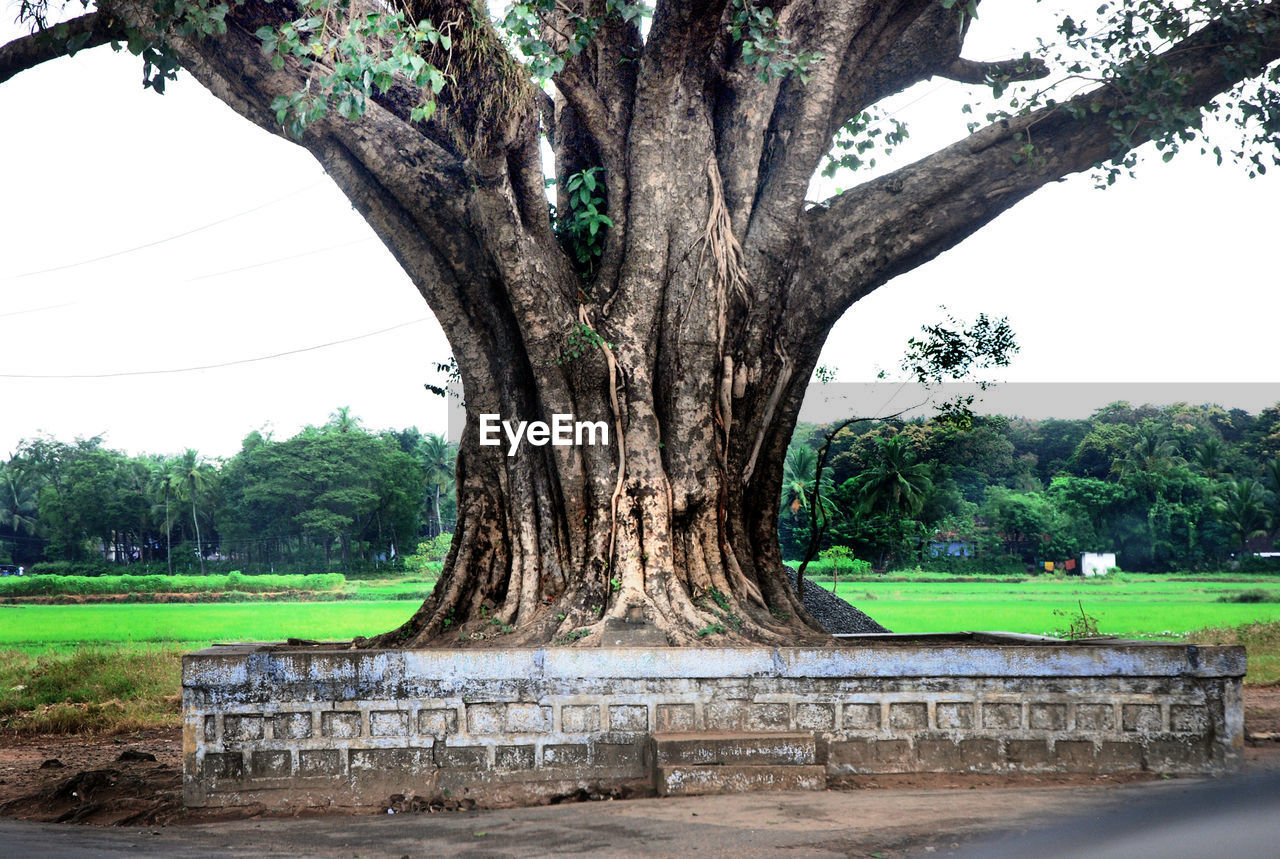 TREES ON FIELD