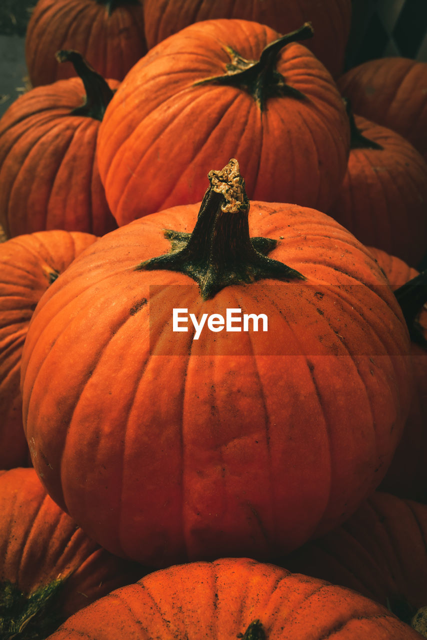 Closeup of orange pumpkins in rows on hay bales outdoors in autumn 