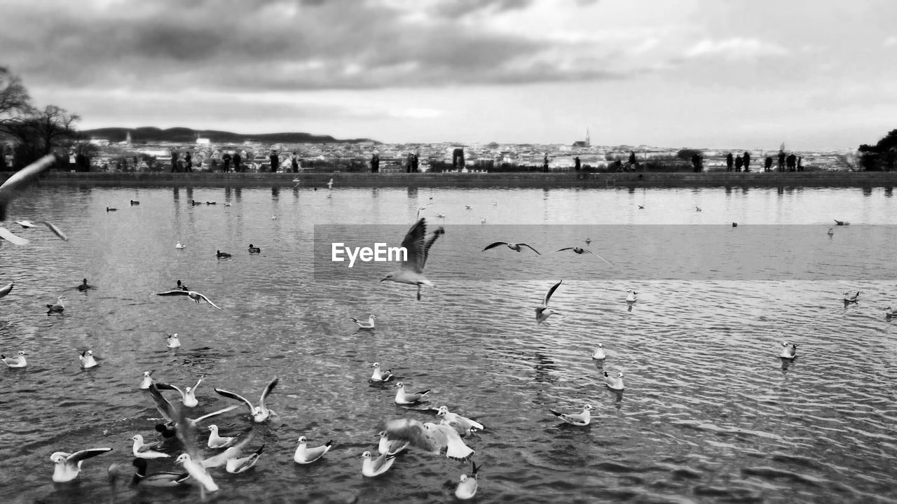 View of birds in sea against cloudy sky