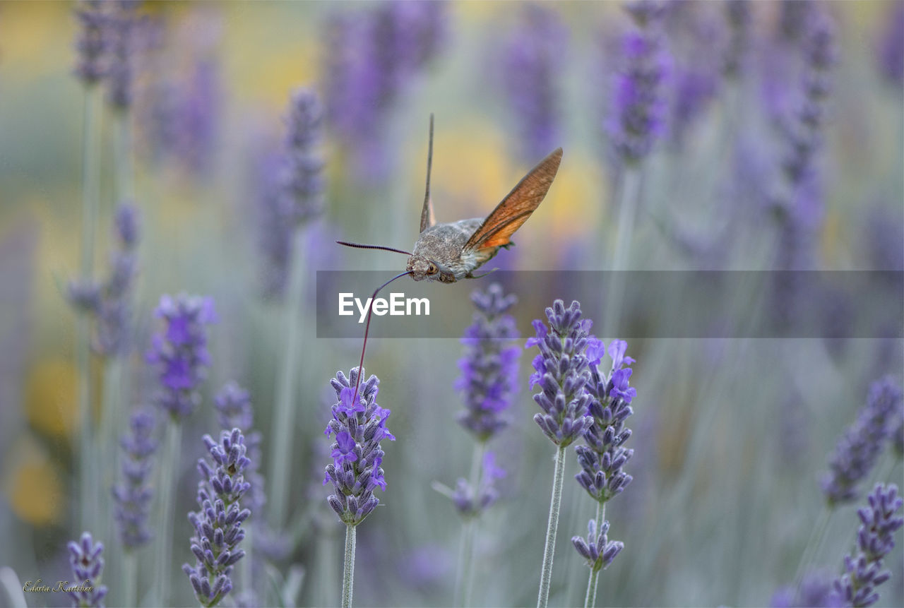 Close-up of insect on purple flowering plant