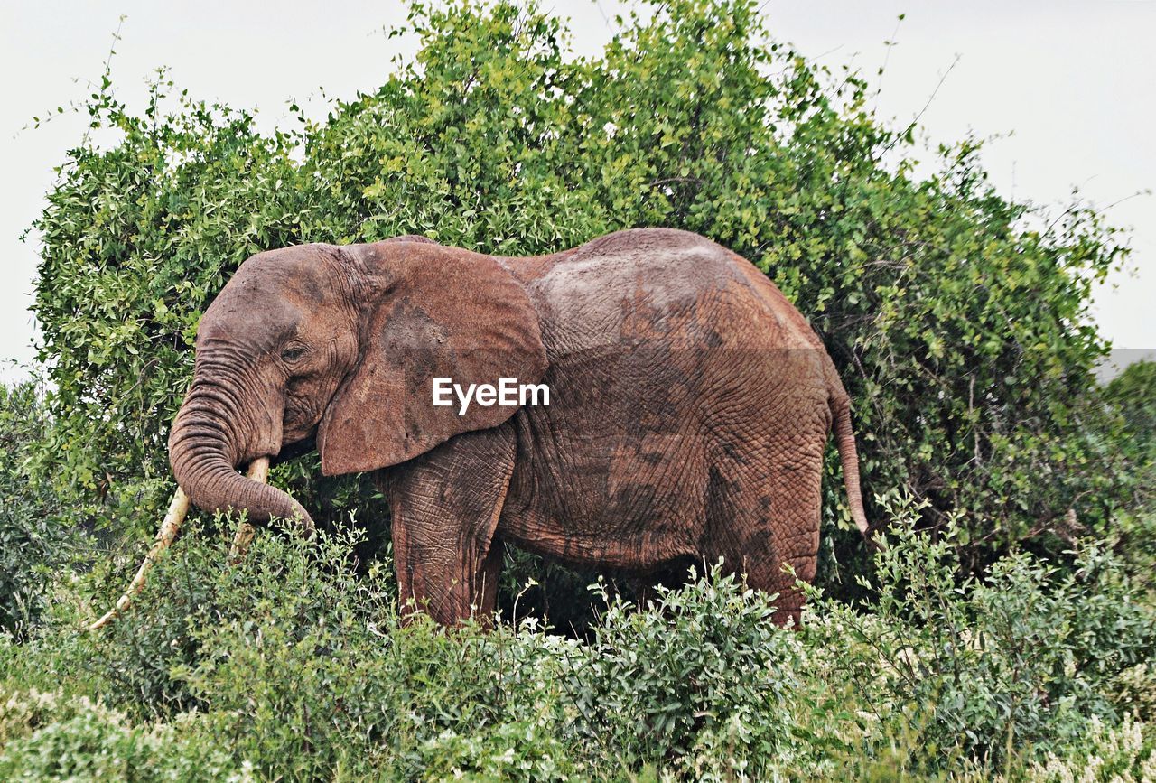 ELEPHANT AND PLANTS AGAINST TREES