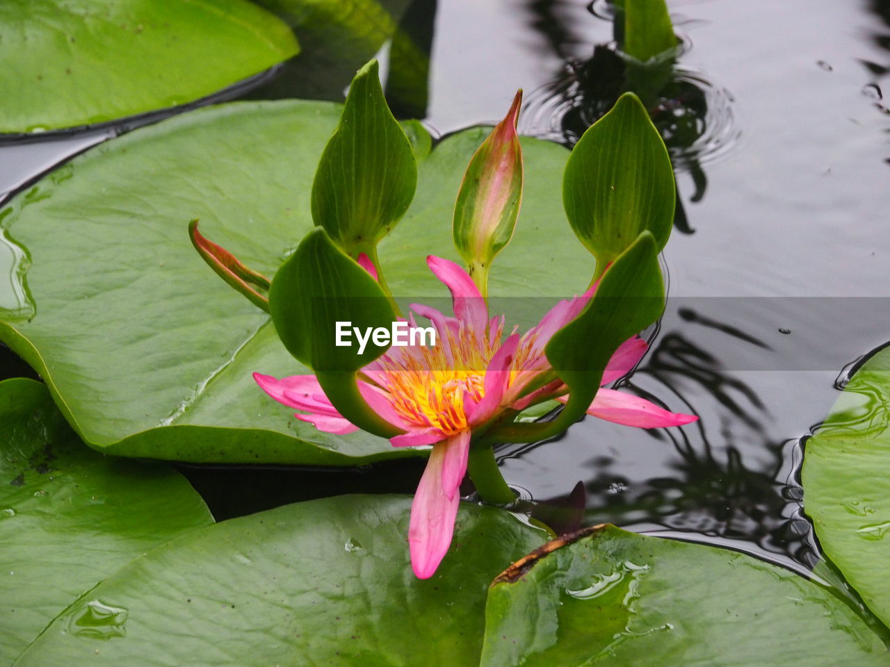 CLOSE-UP OF LOTUS WATER LILIES IN POND