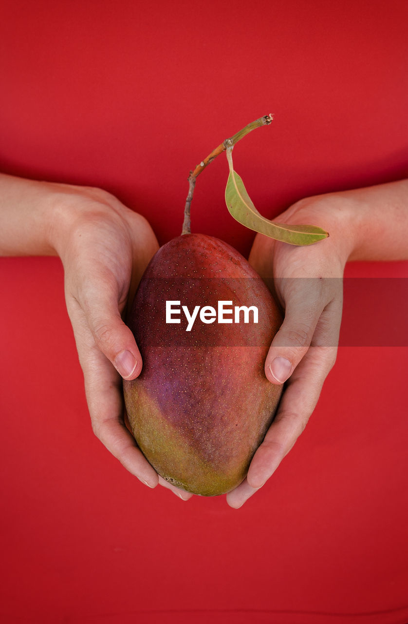 Cropped image of woman hands holding ripe mango on red background