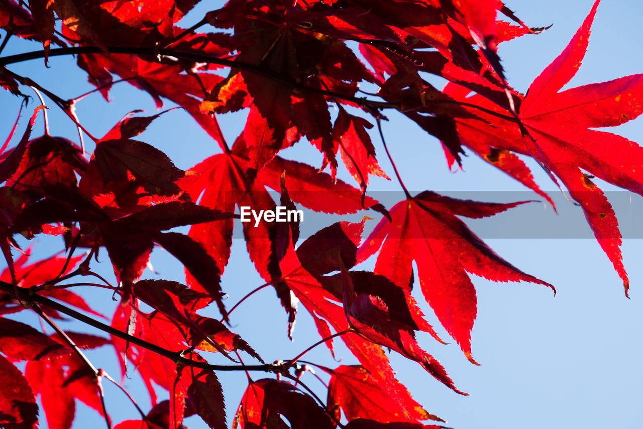 LOW ANGLE VIEW OF MAPLE TREE DURING AUTUMN