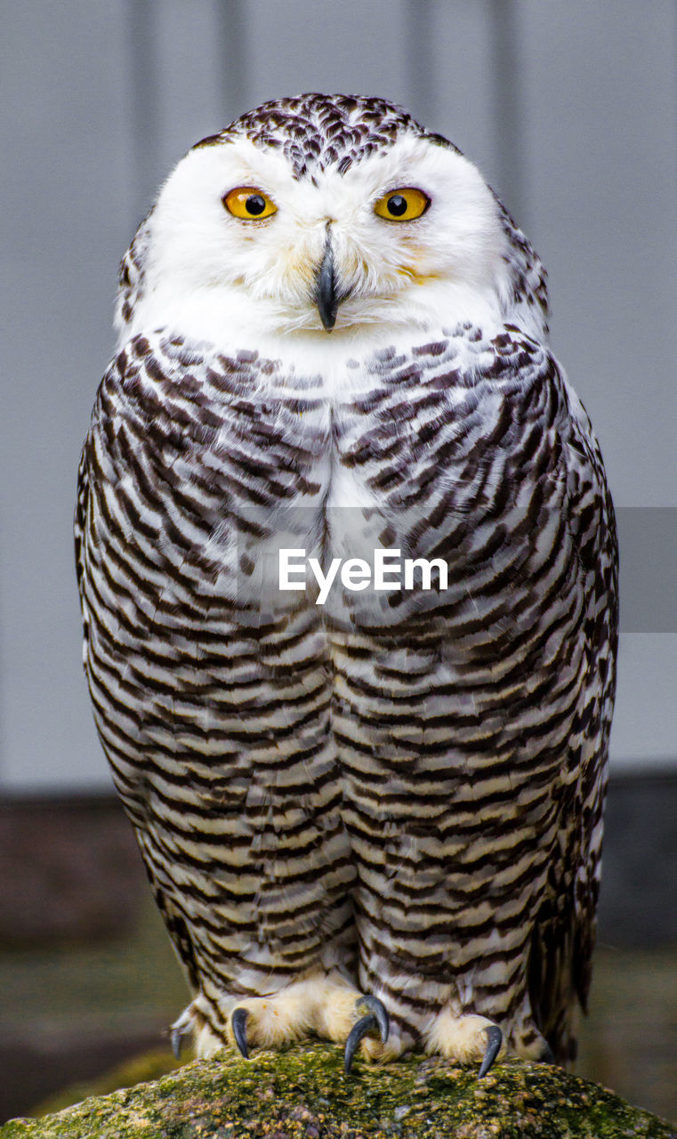 Close-up portrait of an owl