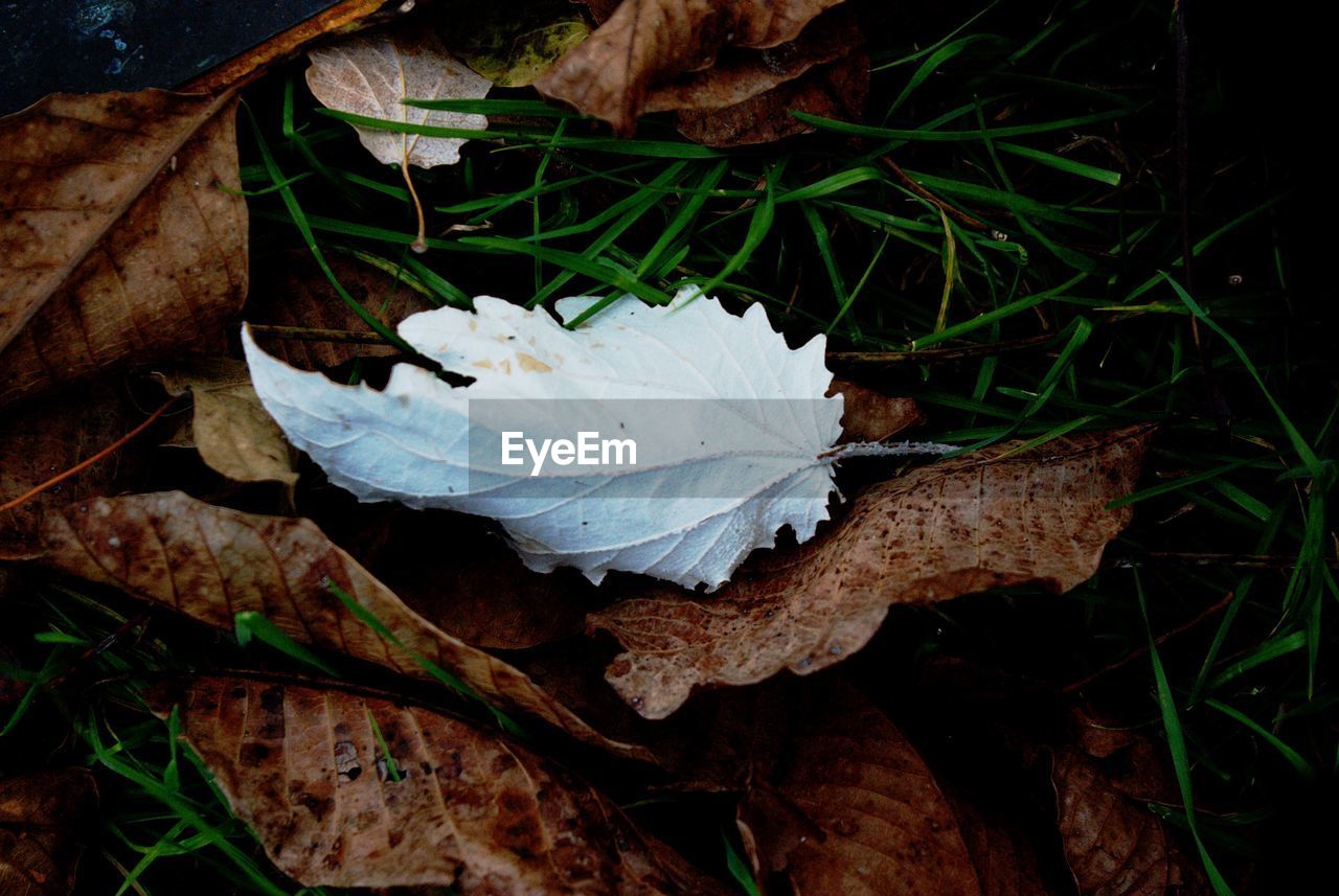 HIGH ANGLE VIEW OF DRY LEAVES ON AUTUMN LEAF