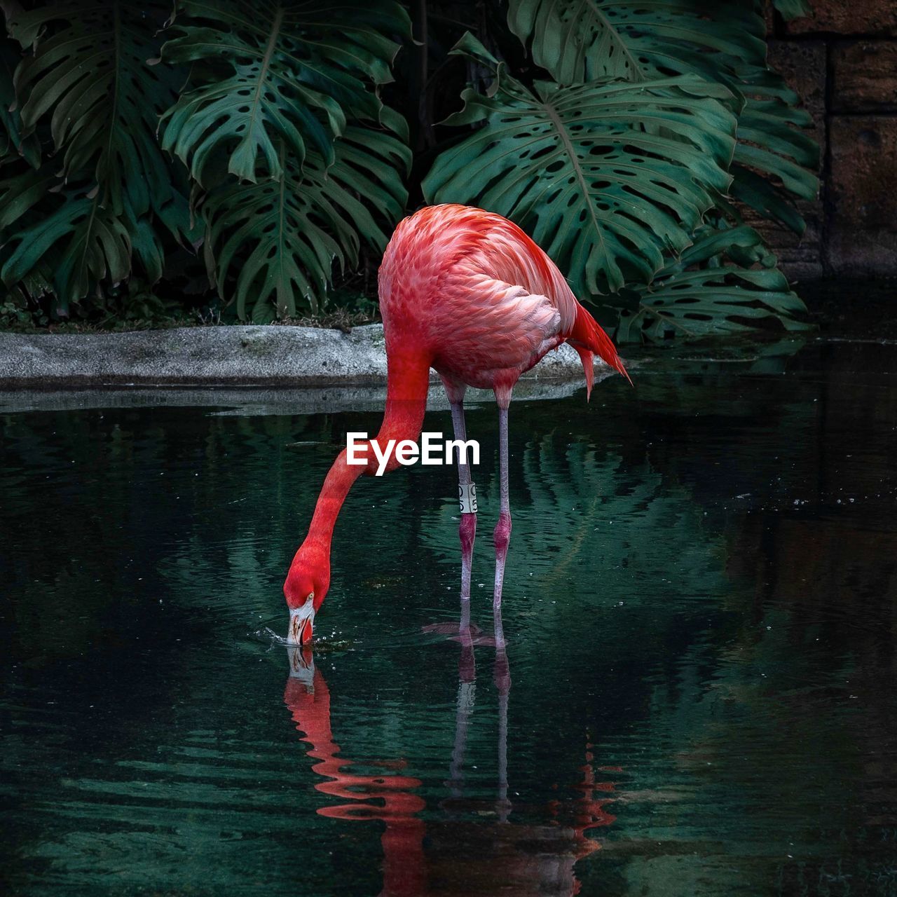 Flamingoes in lake 