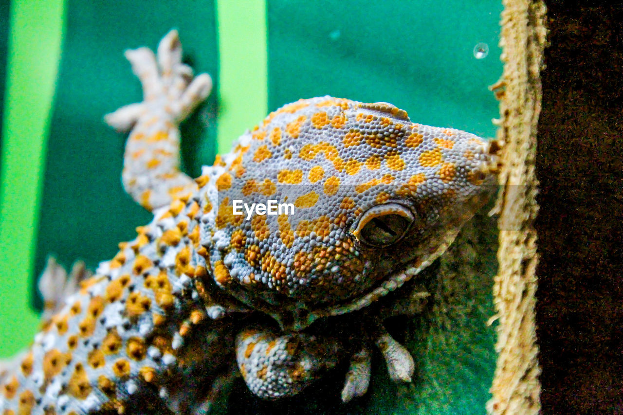 HIGH ANGLE VIEW OF A LIZARD