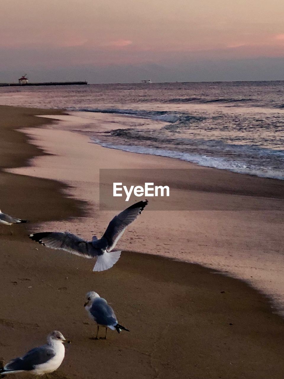 SEAGULL ON BEACH