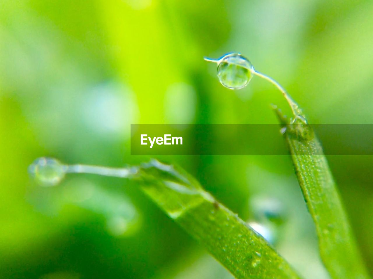 Close-up of water drops on plant