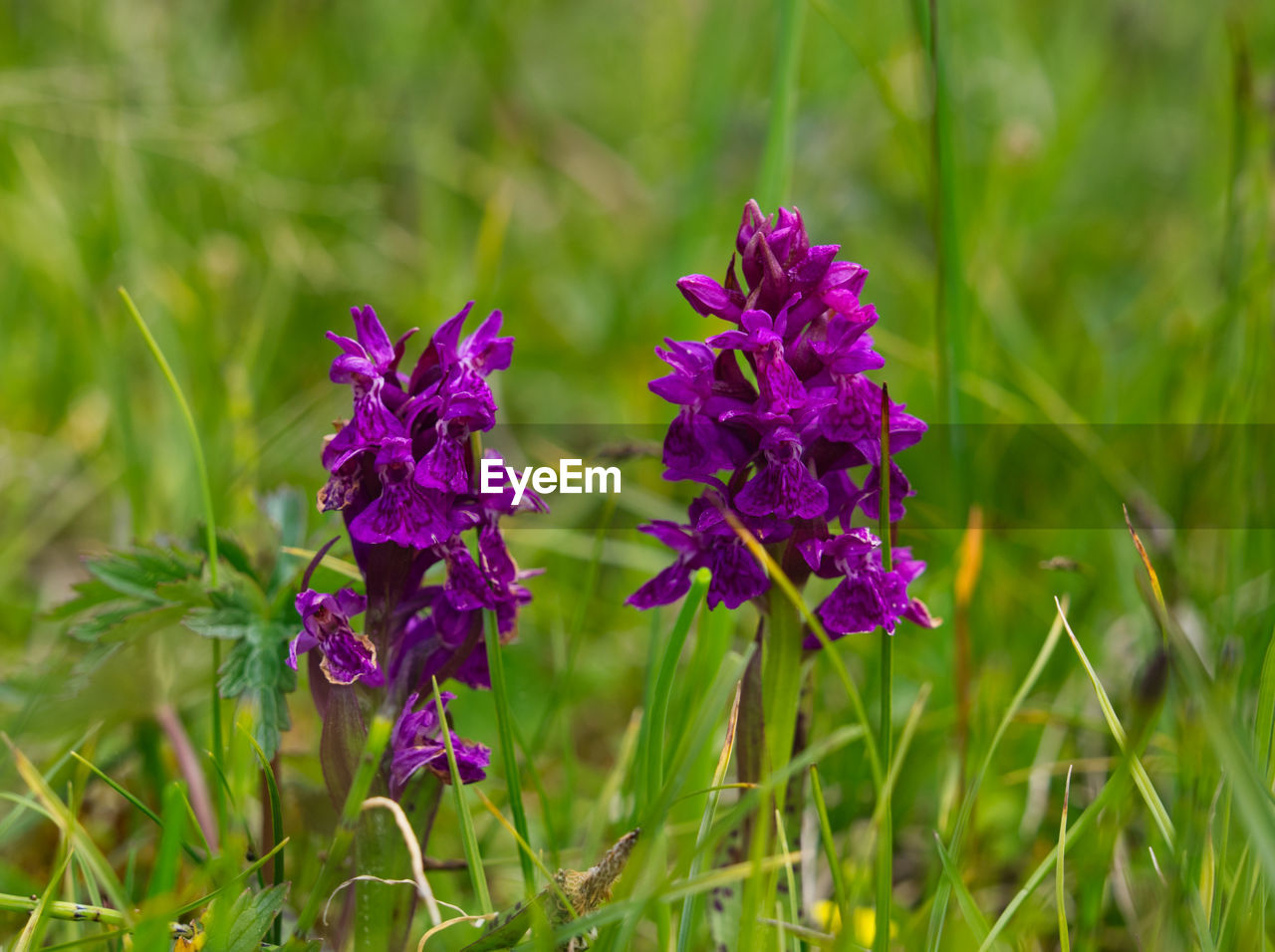 Close-up of purple flowering plants on field