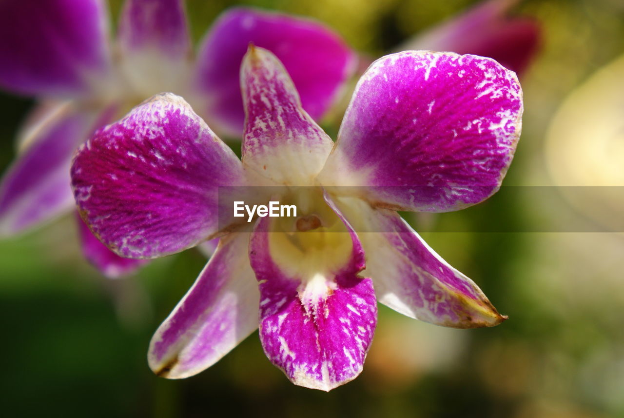 Close-up of pink flower