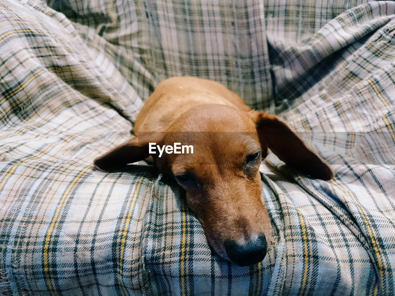 Close-up portrait of dog