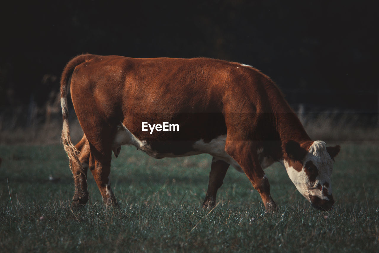 COW STANDING IN FIELD