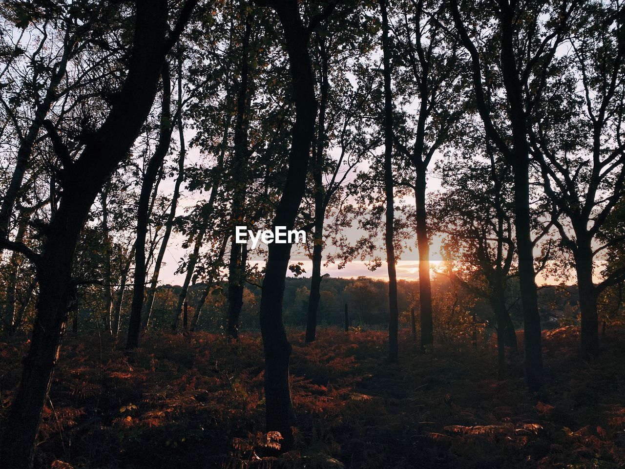 Sunlight streaming through trees in forest