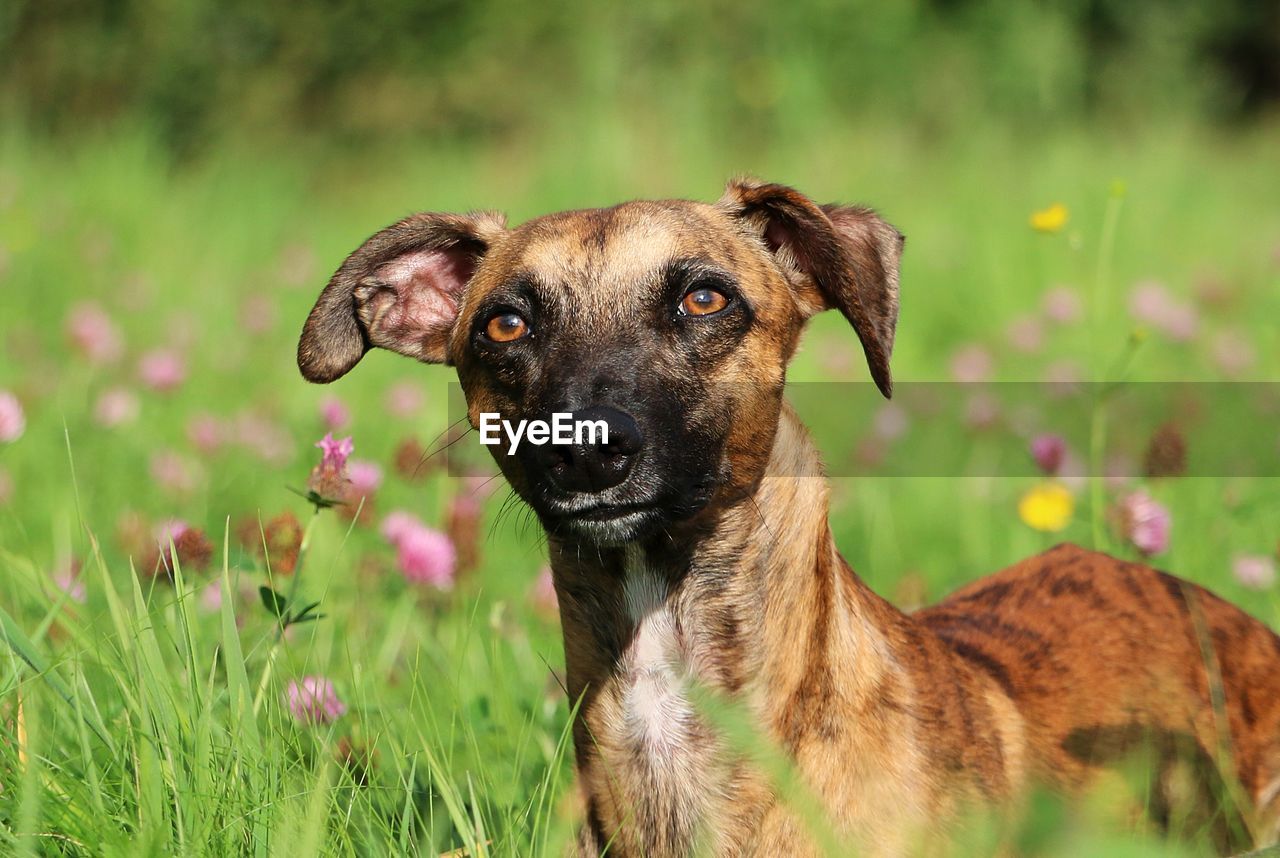 Close-up portrait of dog on field