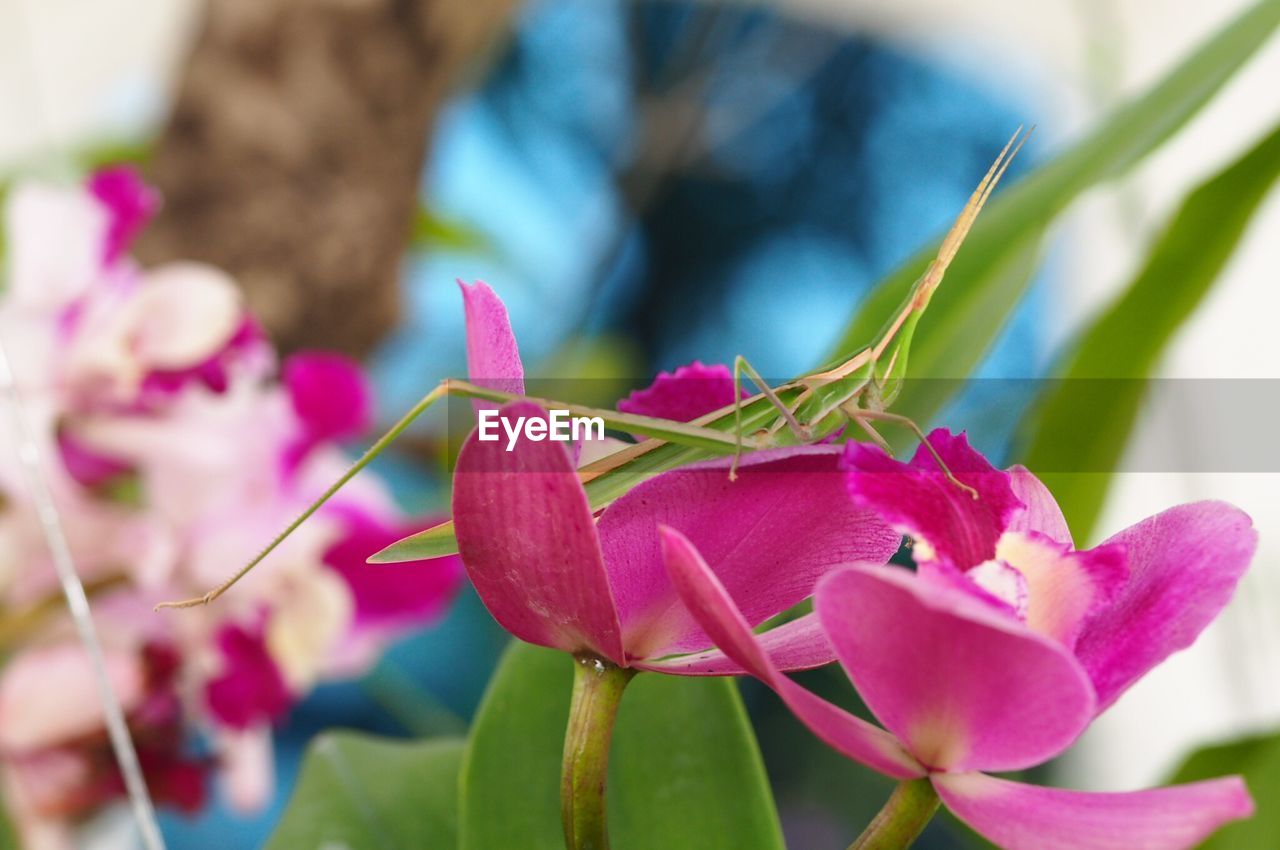 CLOSE-UP OF PINK FLOWER