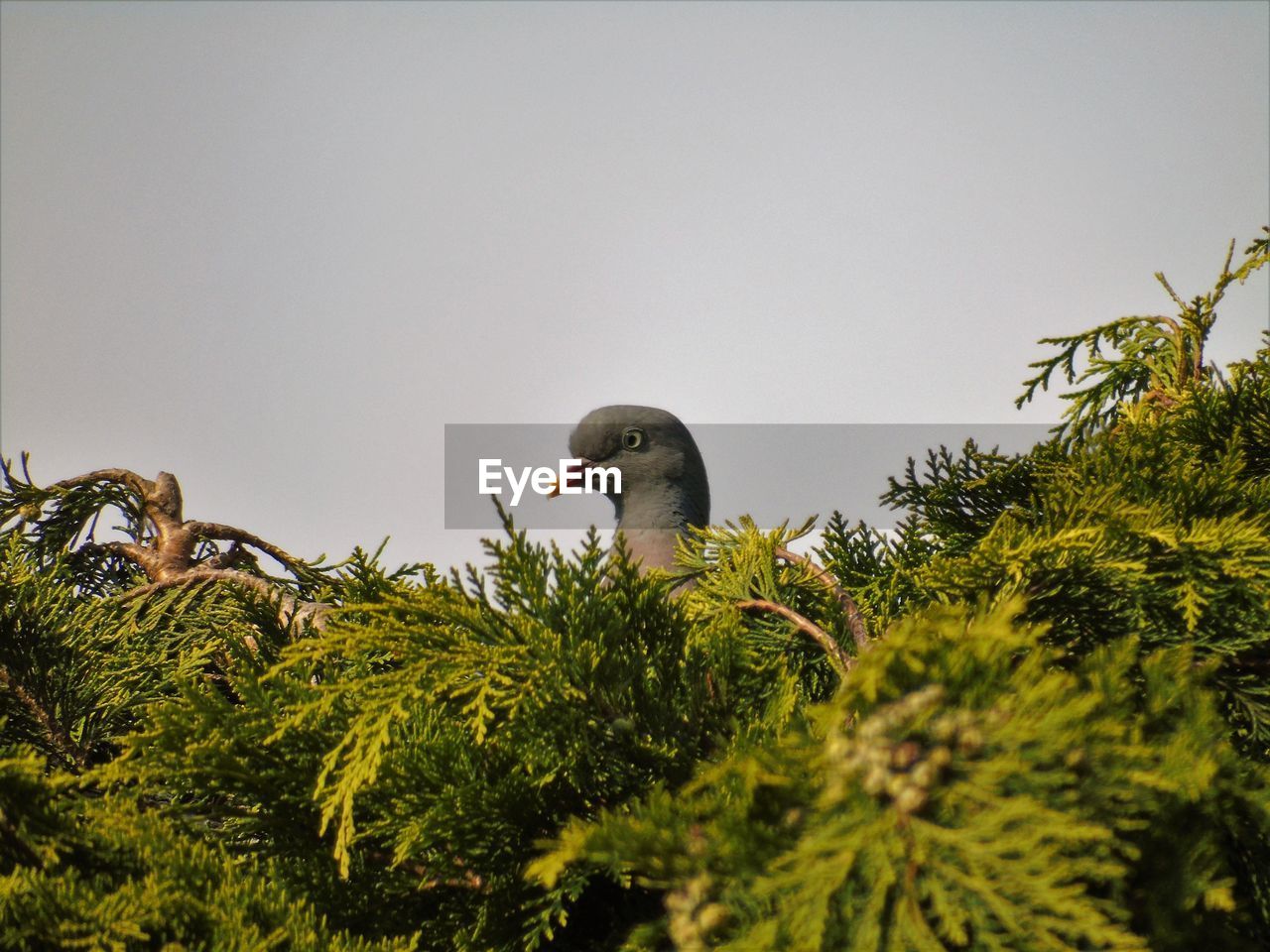 BIRD PERCHING ON TREE AGAINST CLEAR SKY