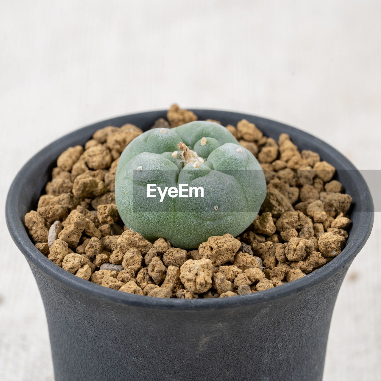 food and drink, food, healthy eating, freshness, no people, wellbeing, bowl, sweet food, plant, nature, cactus, studio shot, fruit, close-up, indoors, produce, sweet, flowerpot, still life