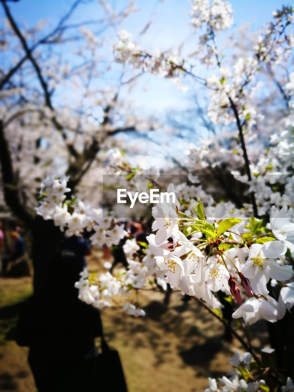 CLOSE-UP OF CHERRY BLOSSOM