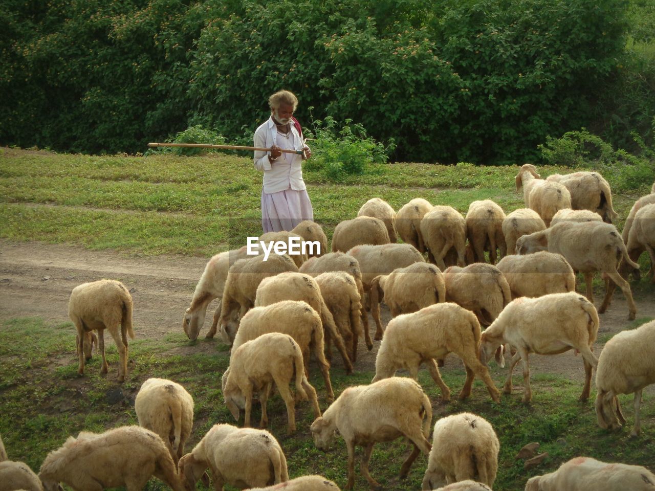 Sheep grazing on field