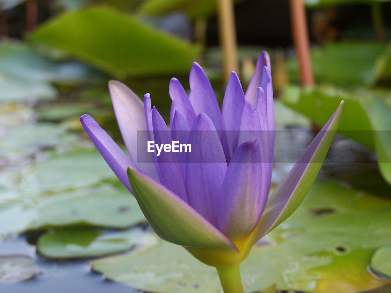 CLOSE-UP OF PURPLE WATER LILY IN POND