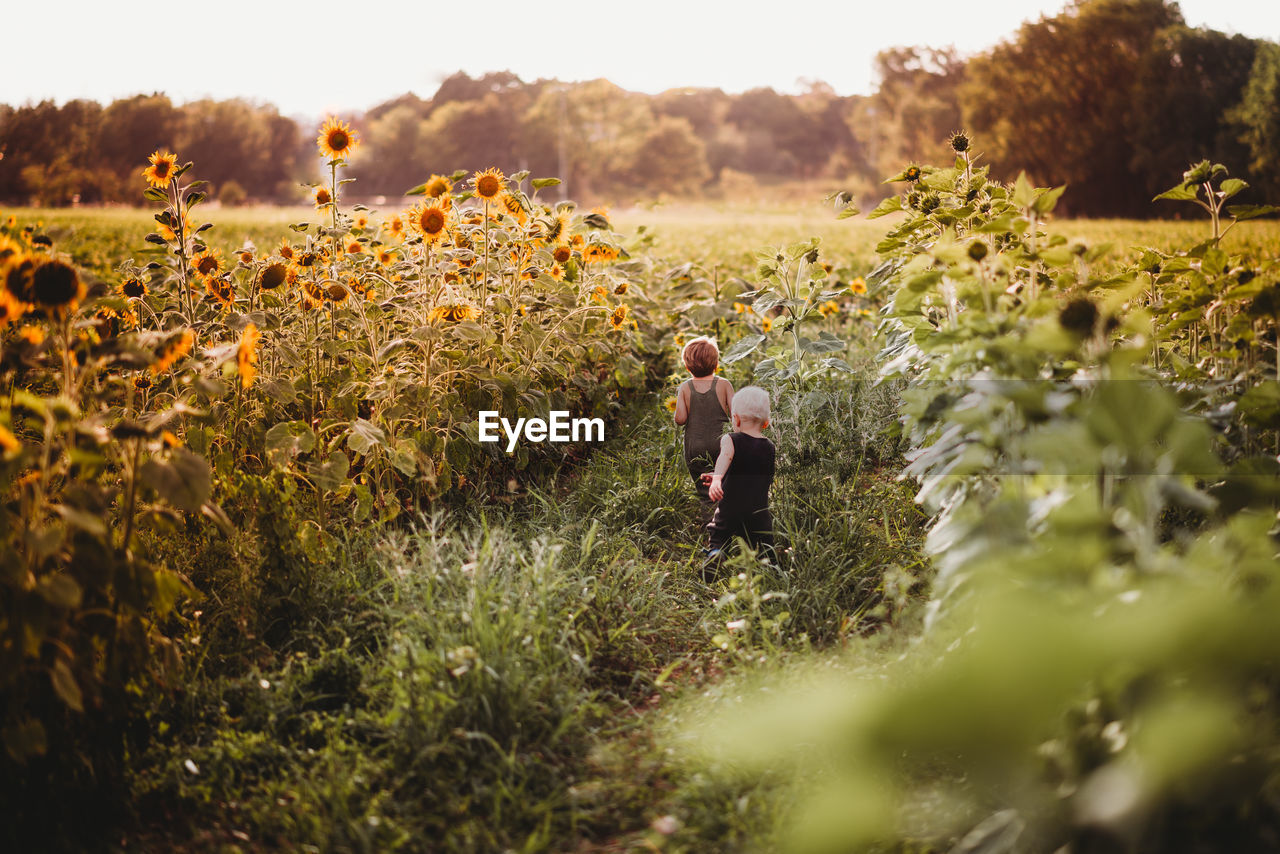 Far away back view of children running in a sunflower field in summer