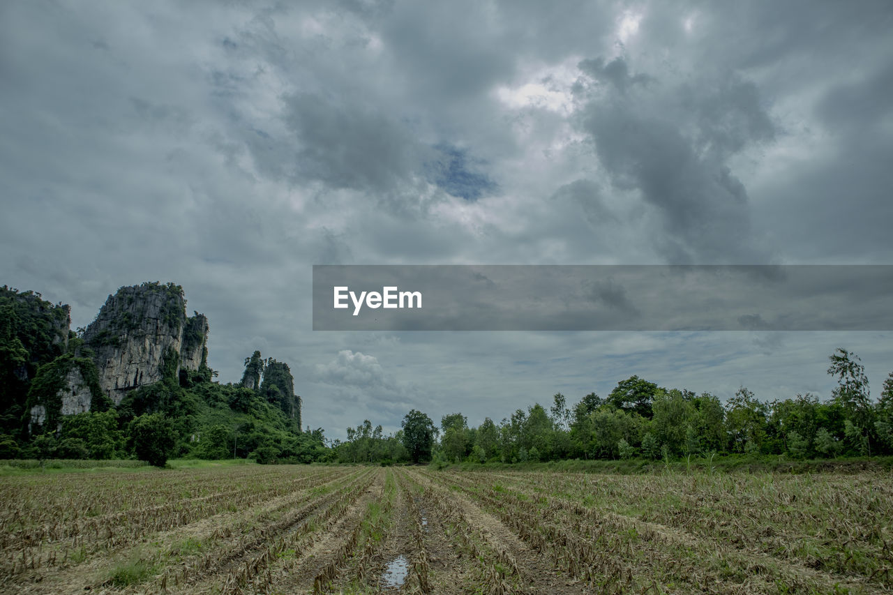 Scenic view of agricultural field against sky