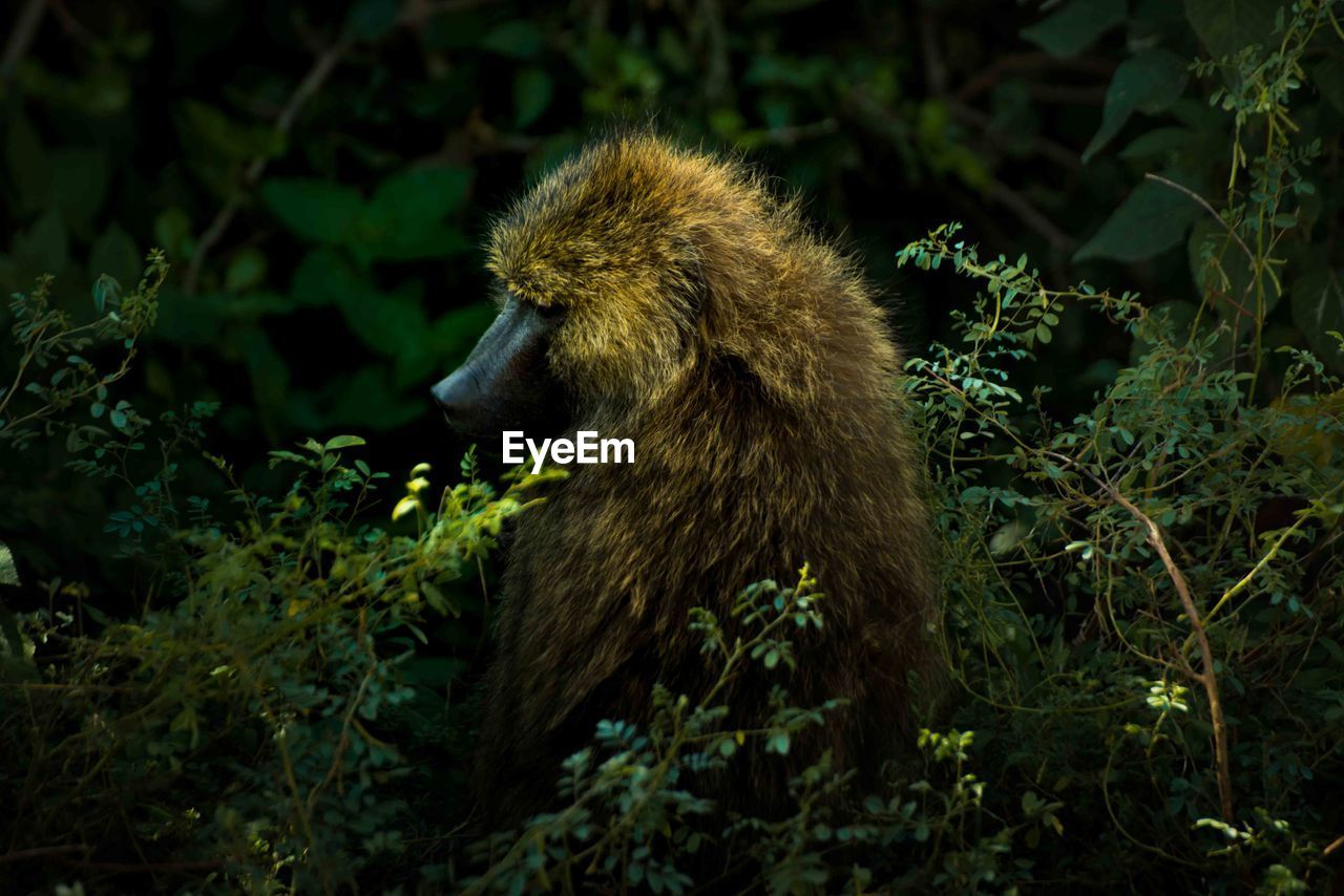 Close-up of monkey on tree