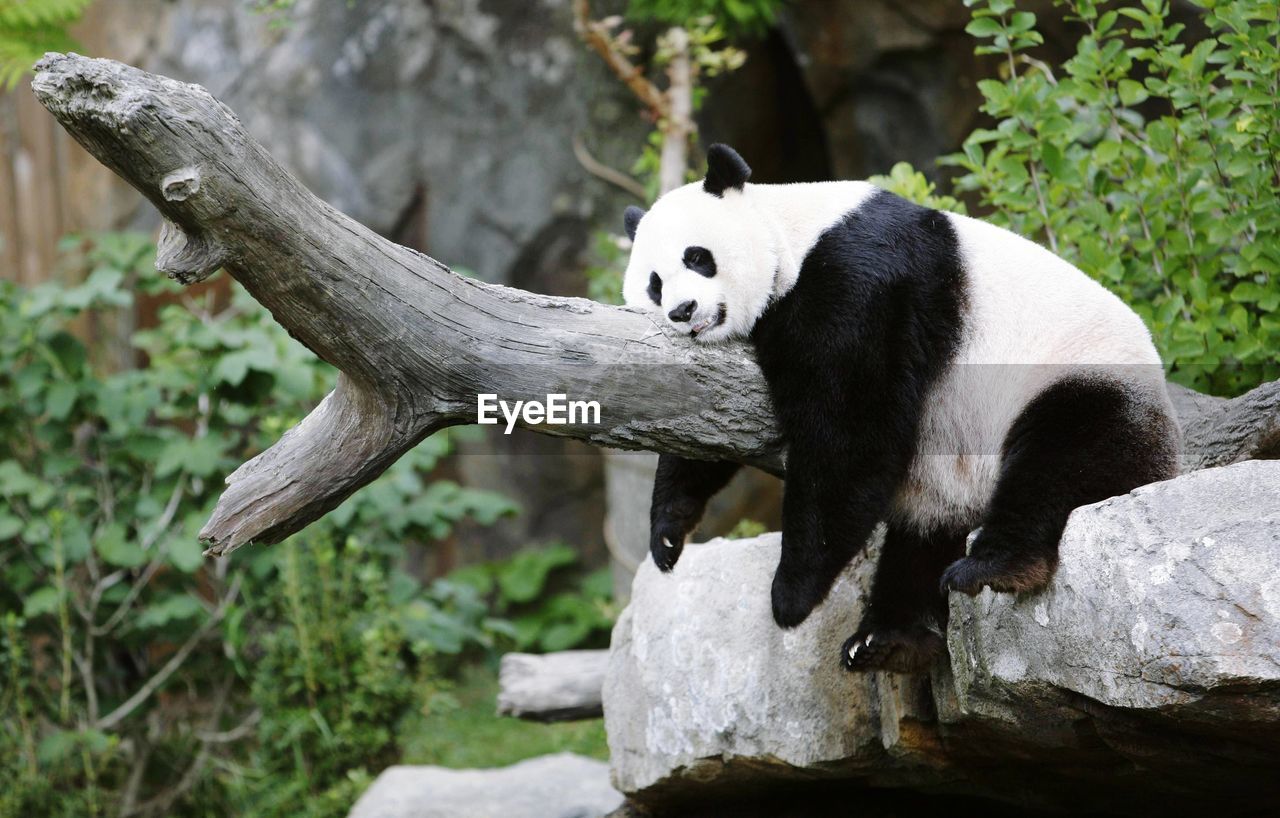 Panda sleeping on branch at zoo