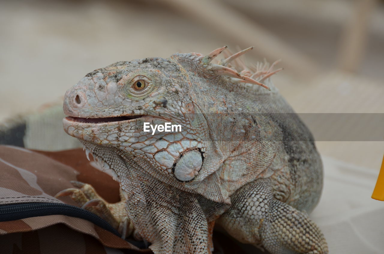 CLOSE-UP OF AN ANIMAL
