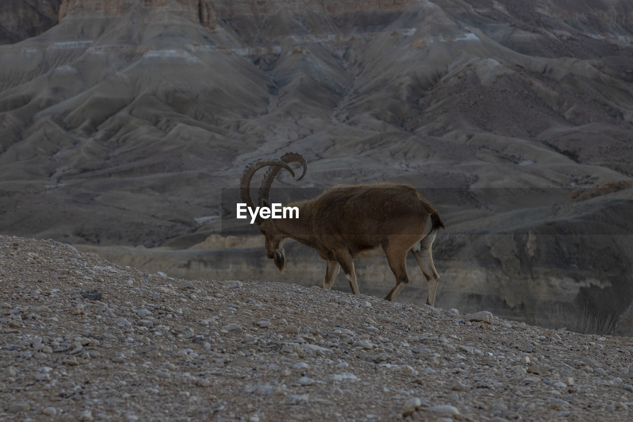 VIEW OF ANIMALS ON LANDSCAPE