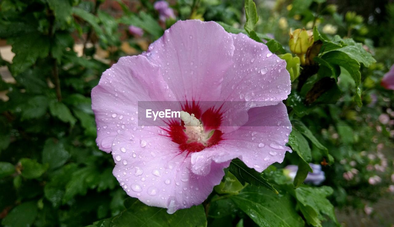 CLOSE-UP OF PINK FLOWERS BLOOMING IN POND