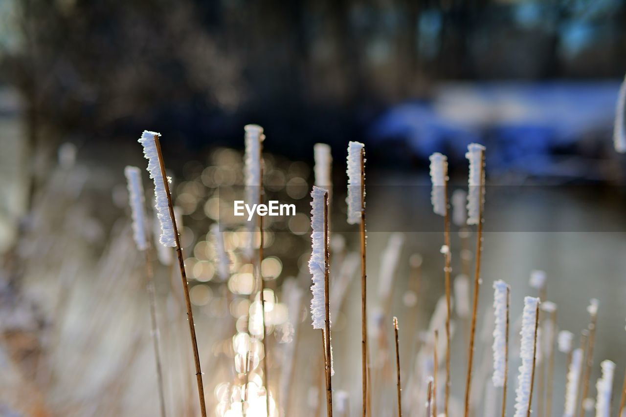 Close-up of frozen plants on field