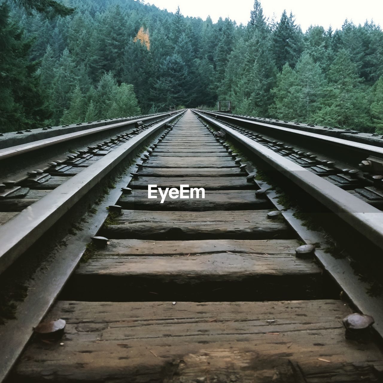 RAILROAD TRACK BY TREES AGAINST SKY