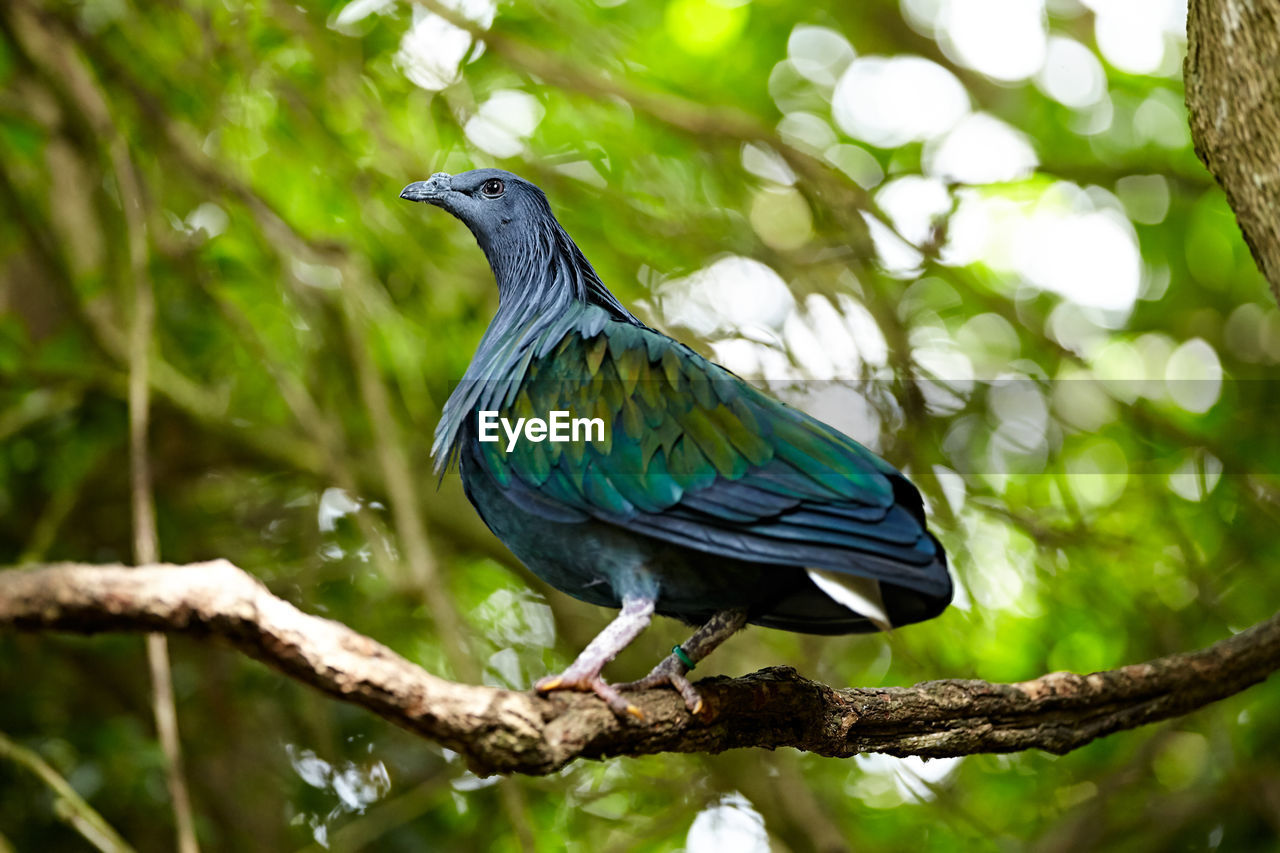 BIRD PERCHING ON A BRANCH