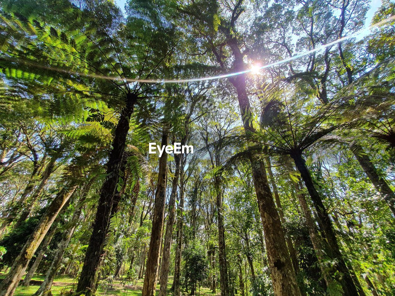 LOW ANGLE VIEW OF SUNLIGHT STREAMING THROUGH TREE IN FOREST