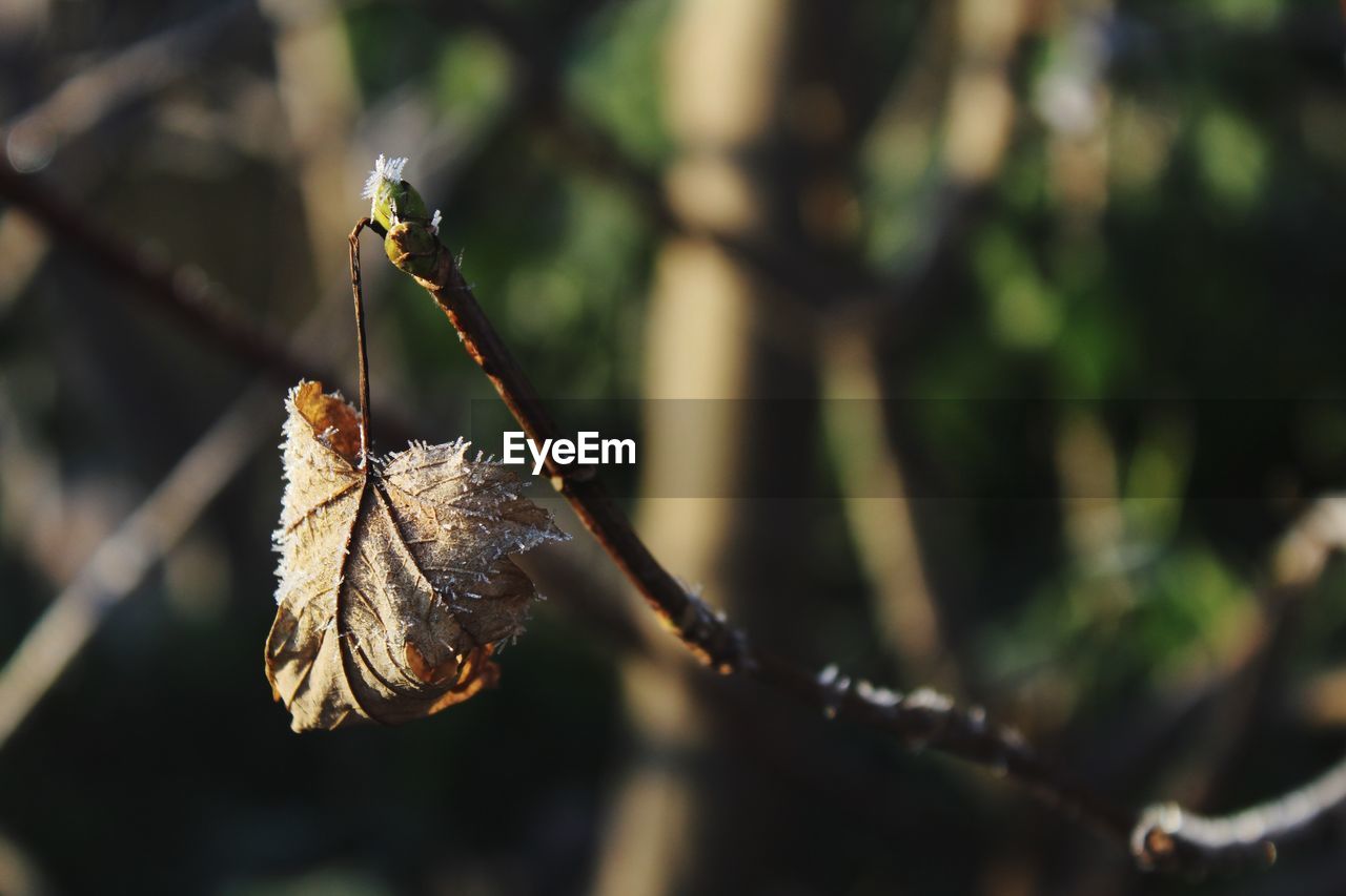 Close-up of frosted dry leaf