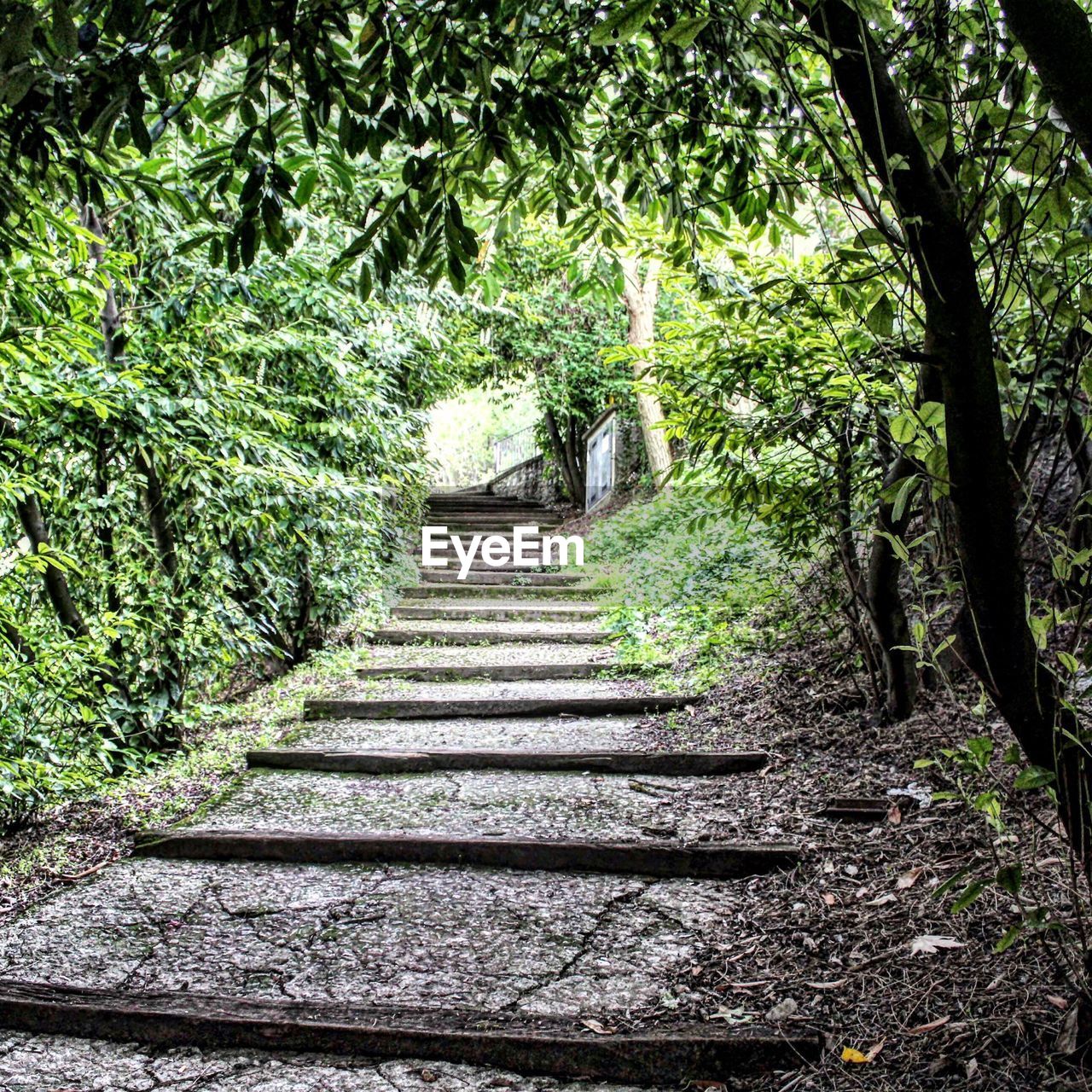 STEPS LEADING TOWARDS FOREST