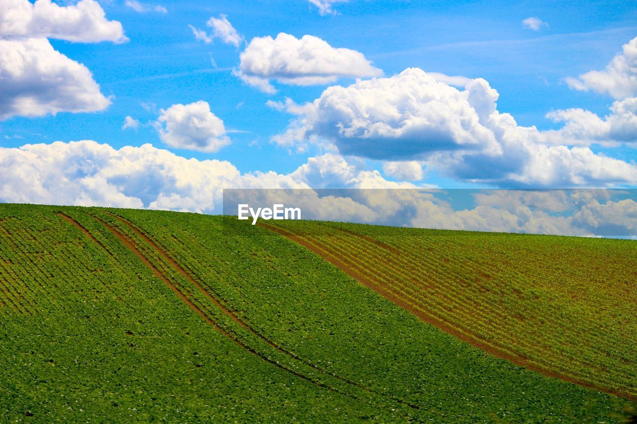 Scenic view of agricultural field against sky