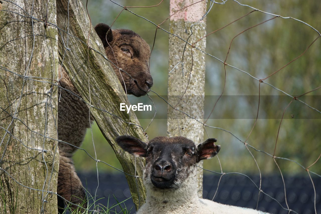 View of two sheep on fence