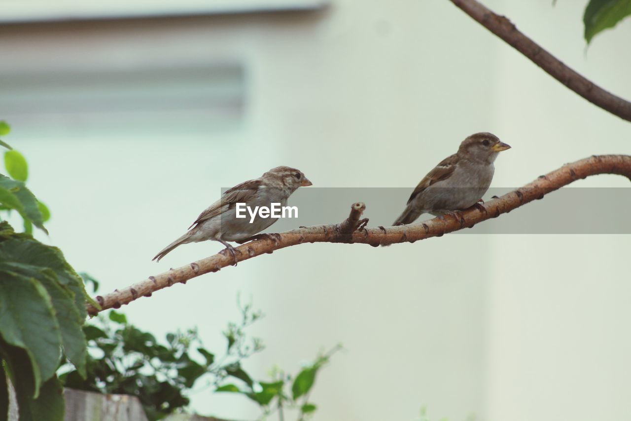 BIRD PERCHING ON A BRANCH