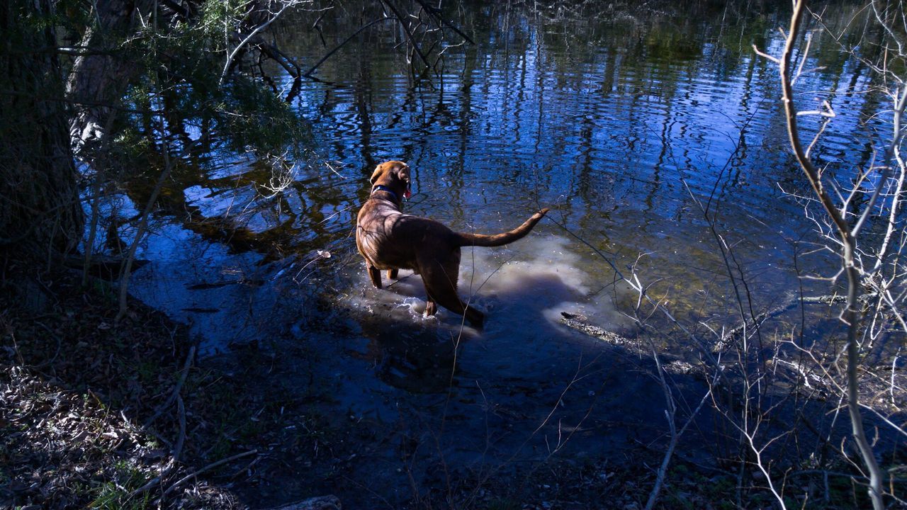 High angle view of dog in pond at park